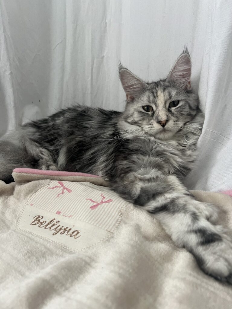Déli&rsquo;cat pour la jolie Bellysia